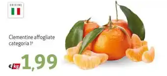 Clementine affogliate