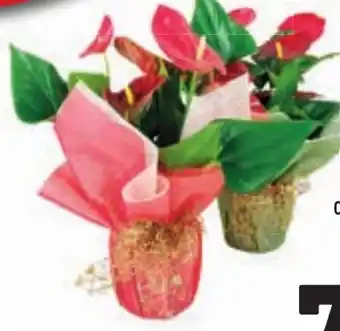 Conad ANTHURIUM offerta