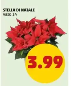 Stella di natale