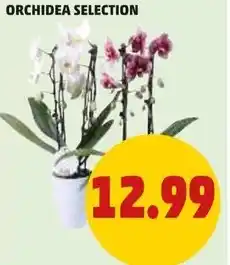 PENNY Orchidea selection offerta