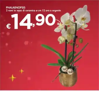 Bennet Phalaenopsis offerta