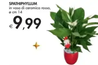 Bennet Spathiphyllum offerta