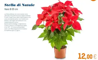 Sole 365 Stella di Natale Vaso Ø 20 cm offerta