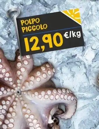 POLPO PICCOLO