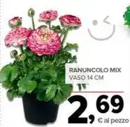 CONFEZIONE REGALO FEDERICI