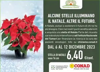 Conad Superstore STELLA DI NATALE vaso 16 cm offerta
