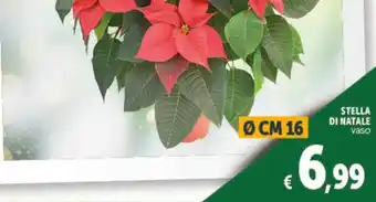 Deco Supermercati STELLA DI NATALE offerta
