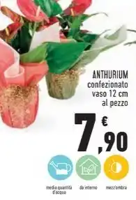 Conad Superstore ANTHURIUM confezionato vaso 12 cm offerta