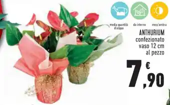 Conad City ANTHURIUM confezionato vaso 12 cm offerta