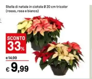 Iper La Grande Stella di natale in ciotola Ø 20 cm tricolor offerta