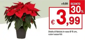 Iper La Grande Stella di Natale in vaso Ø 15 cm, colori assortiti offerta
