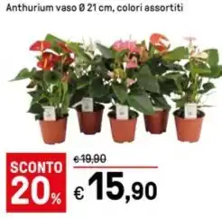 Iper La Grande Anthurium vaso 0 21 cm, colori assortiti offerta