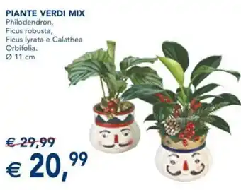 Esselunga PIANTE VERDI MIX offerta