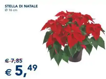 Esselunga STELLA DI NATALE Ø 16 cm offerta