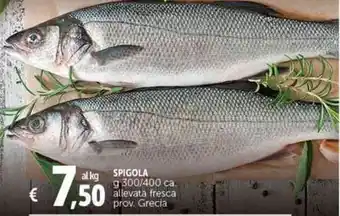 Deco Supermercati SPIGOLA g 300/400 offerta