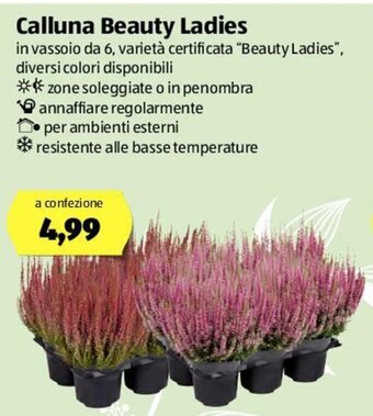 Calluna Beauty Ladies