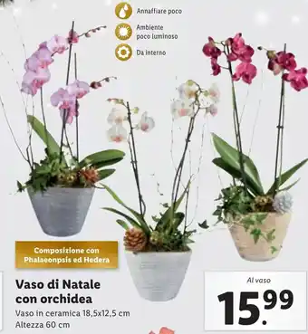 Lidl Vaso di Natale con orchidea offerta
