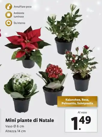 Lidl Mini piante di Natale offerta