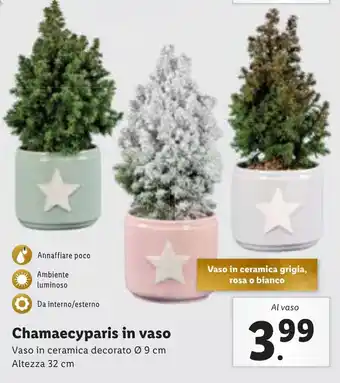 Lidl Chamaecyparis in vaso offerta