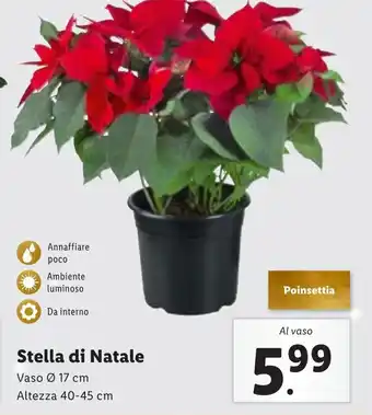 Stella di Natale