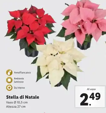Lidl Stella di Natale offerta