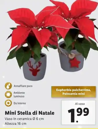 Lidl Mini Stella di Natale offerta