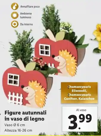 Lidl Figure autunnali in vaso di legno offerta