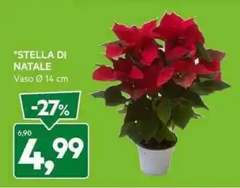 DPiù STELLA DI NATALE Vaso Ø 14 cm offerta