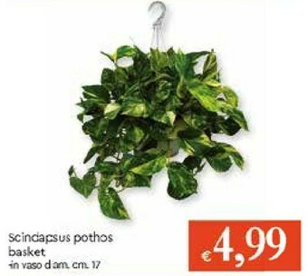 Galassia Piante offerta