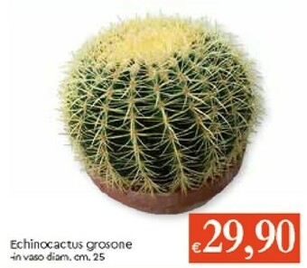 Galassia Piante offerta