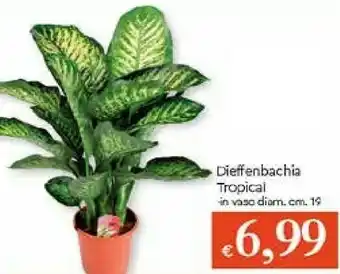 Galassia Tropical Piante offerta