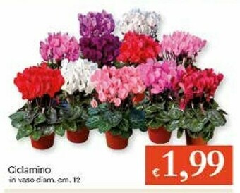 Galassia Piante offerta
