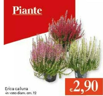 Galassia Piante offerta