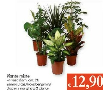 Galassia Piante offerta