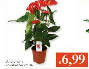 Galassia Piante offerta