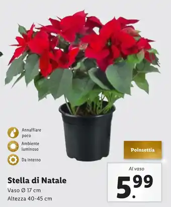 Stella di Natale