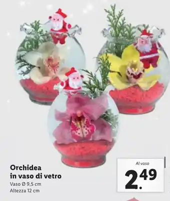 Lidl Orchidea in vaso di vetro offerta