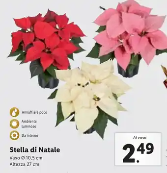 Lidl Stella di Natale offerta