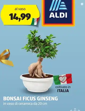 BONSAI FICUS GINSENG