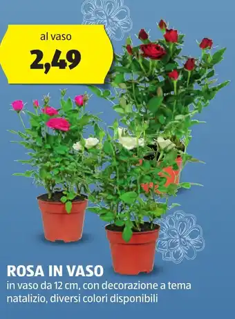 ALDI ROSA IN VASO offerta