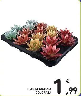 Spazio Conad PIANTA GRASSA COLORATA offerta
