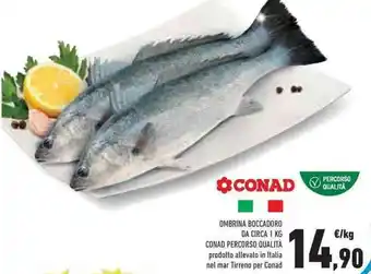 Conad Superstore OMBRINA BOCCADORO DA CIRCA 1 KG CONAD PERCORSO QUALITÀ offerta