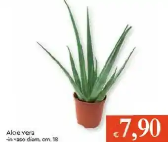 Galassia Vera Piante offerta