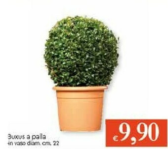 Galassia Piante offerta