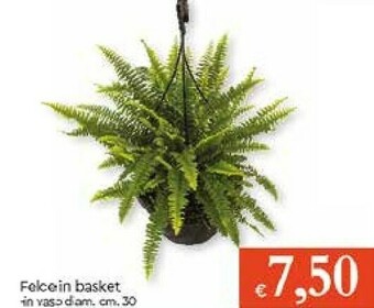 Galassia Piante offerta