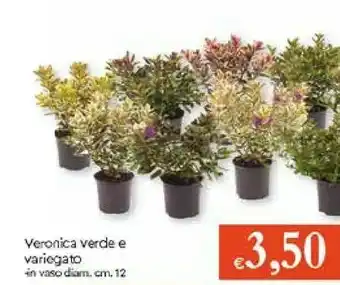 Galassia Piante offerta
