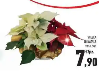 Conad Superstore STELLA DI NATALE vaso duo offerta