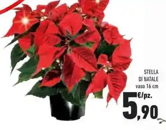 Conad Superstore STELLA DI NATALE vaso 16 cm offerta