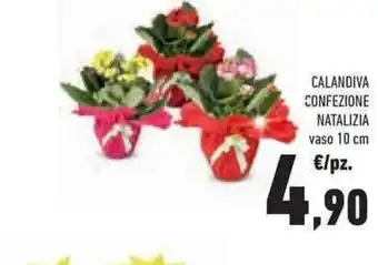 Conad Superstore CALANDIVA CONFEZIONE NATALIZIA vaso 10 cm offerta