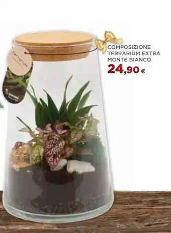 COMPOSIZIONE TERRARIUM EXTRA MONTE BIANCO